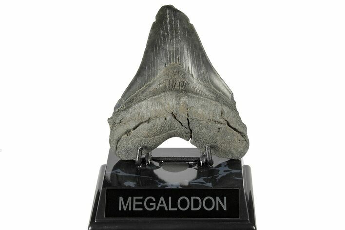 Bargain, Fossil Megalodon Tooth - South Carolina #168224